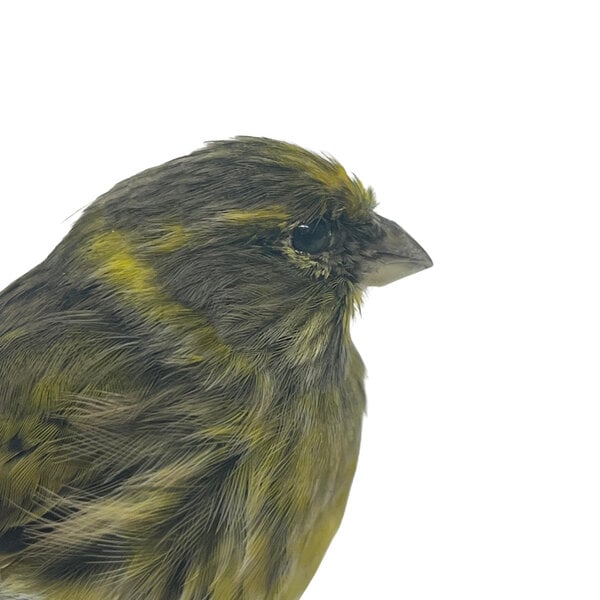 Mounted European serin
