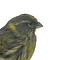Mounted European serin