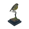 Mounted European serin