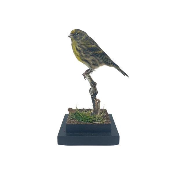 Mounted European serin