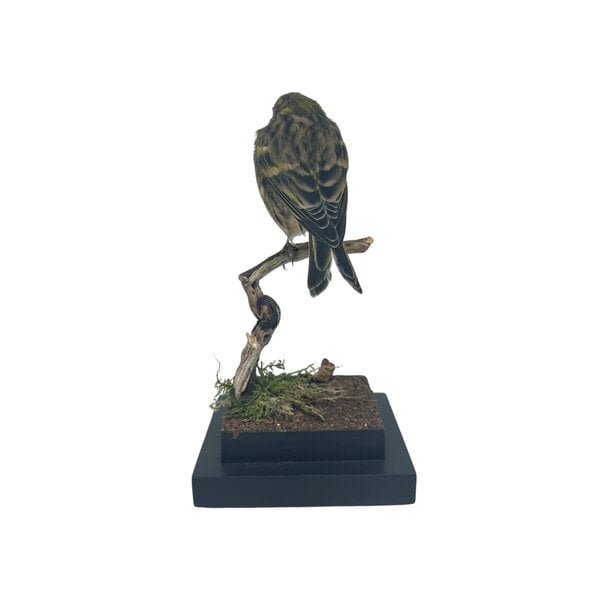 Mounted European serin