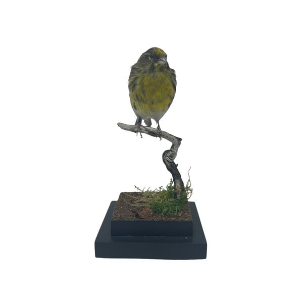 Mounted European serin