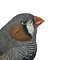 Zebraamadine Präparat