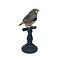 Mounted Zebra finch
