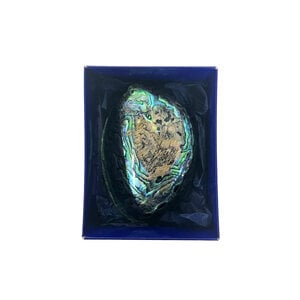 Haliotis shell in luxurious box