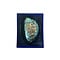 Haliotis shell in luxurious box