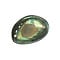 Haliotis shell in luxurious box