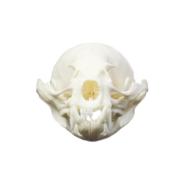 Skull Asian small-clawed otter