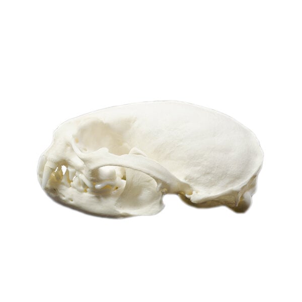Schädel Zwergotter