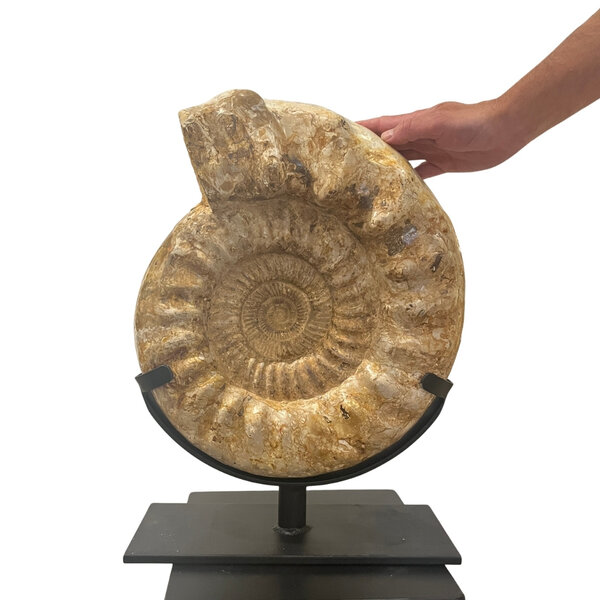 Ammonite XL on stand