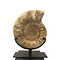 Ammonite XL on stand