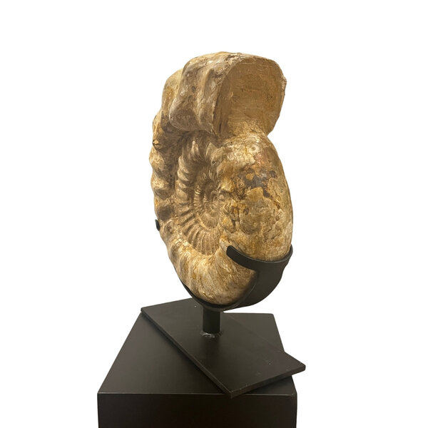 Ammonite XL on stand
