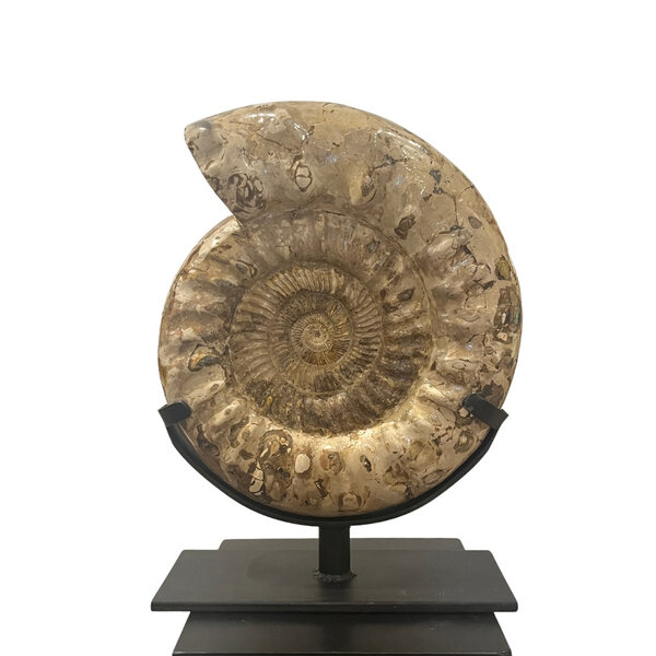 Ammonite XL on stand (B)