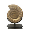 Ammonite XL on stand (B)