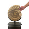 Ammonite XL on stand (B)
