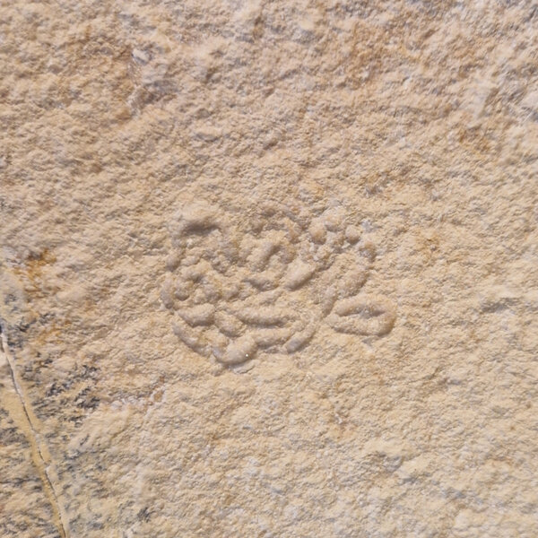 Fossil Sword Crab on stand