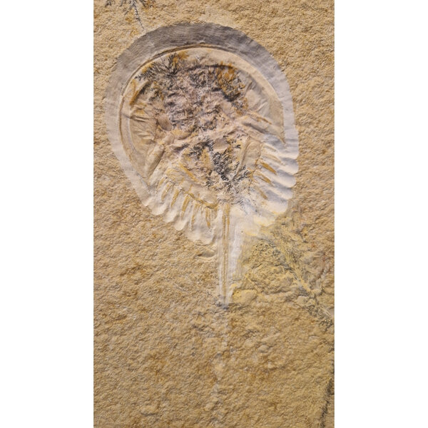 Fossil Sword Crab on stand