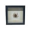 Maja Krab in a black wooden frame
