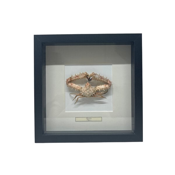 Lithodidae Krab in a black wooden frame