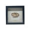 Lithodidae Krab in a black wooden frame