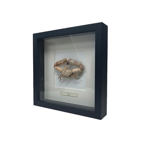 Lithodidae Krab in a black wooden frame