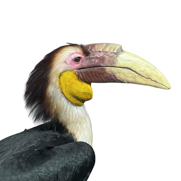 Präparierter Papuas Hornbill