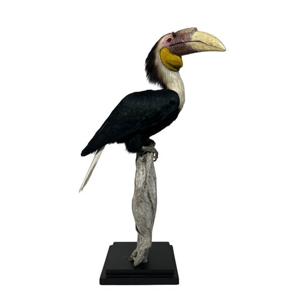 Mounted  Wreathed hornbill