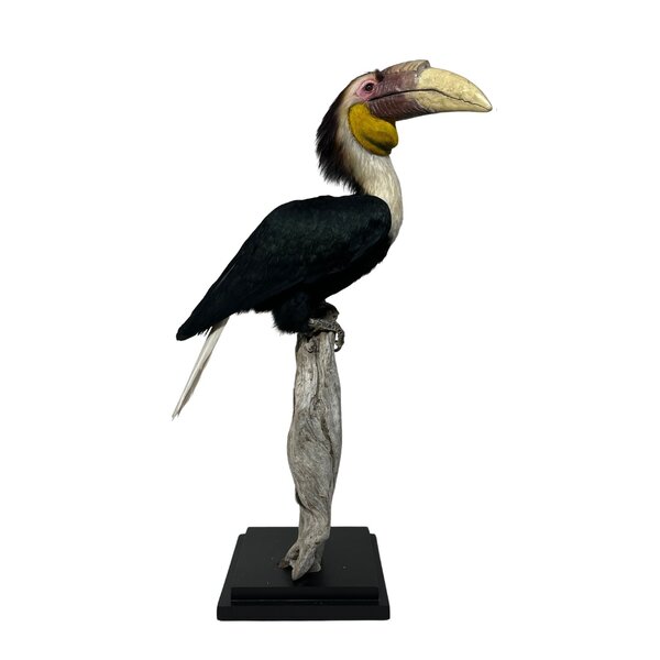 Präparierter Furchenhornvogel