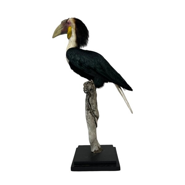Opgezette Papoea Jaarvogel