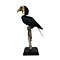 Mounted  Wreathed hornbill