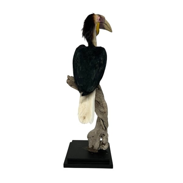 Mounted  Wreathed hornbill
