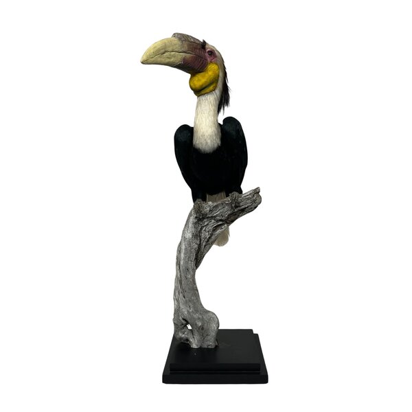 Präparierter Furchenhornvogel