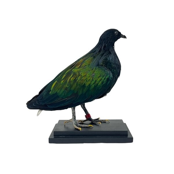 Mounted Nicobar pigeon