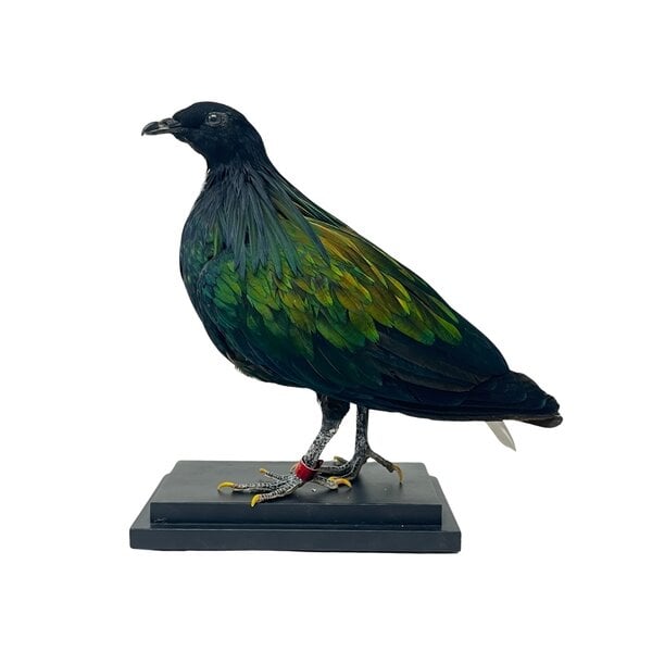 Mounted Nicobar pigeon