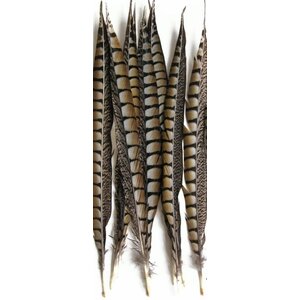 Lady amherst fazant veren (per 5 stuks) 50-60 cm