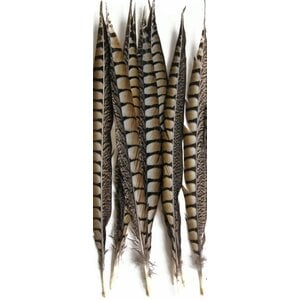 Lady amherst Pheasant feathers (5 pcs) 50-60 cm
