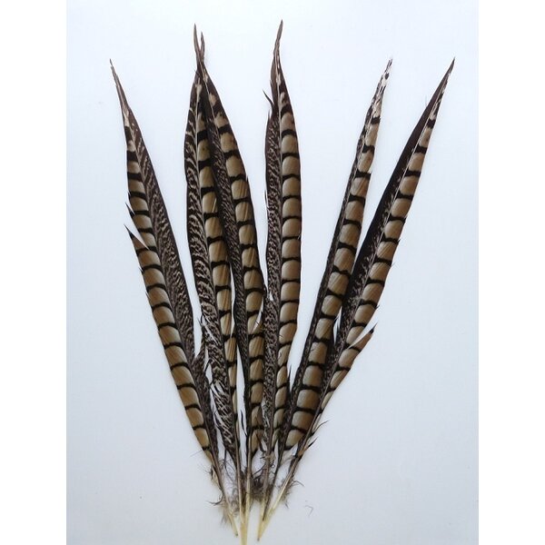 Lady amherst fazant veren (per 5 stuks) 50-60 cm
