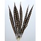 Diamantfasan federn (5 Stück) 50-60 cm