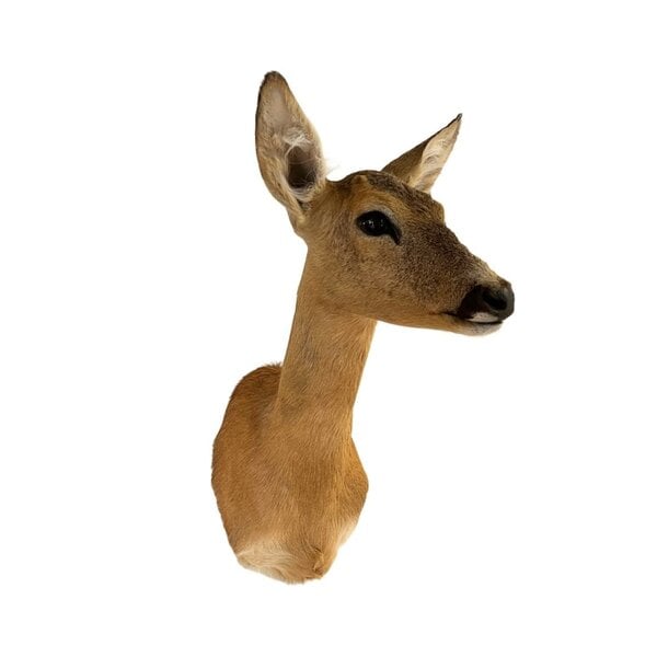Präparierte Rehe-Trophäe (Weibchen)