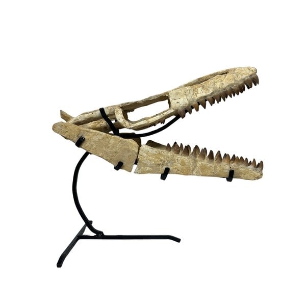 Mosasaurus skull reconstruction on stand