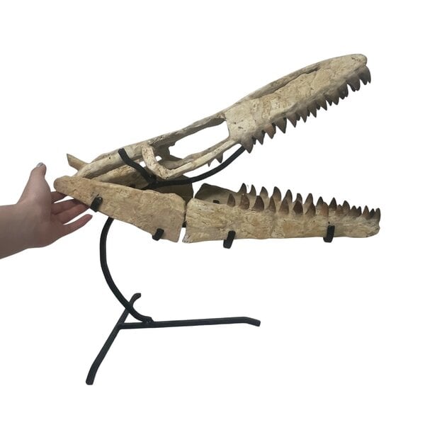 Mosasaurus schedel reconstructie op standaard