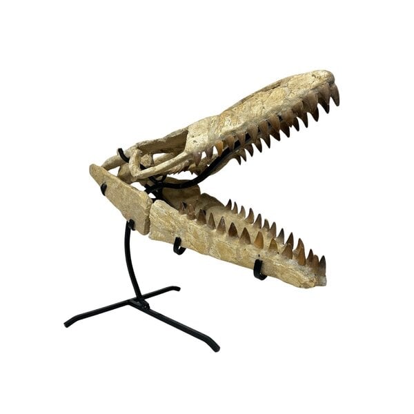 Mosasaurus Schädel rekonstruktion auf Ständer