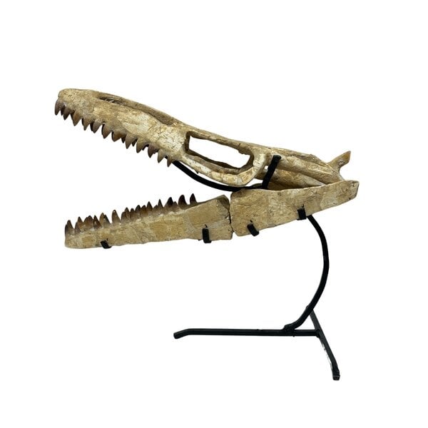 Mosasaurus schedel reconstructie op standaard