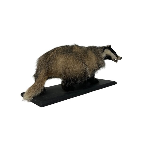 Mounted European badger