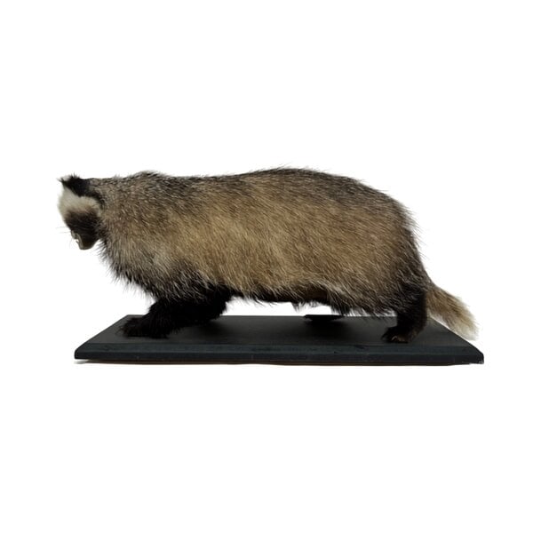 Mounted European badger