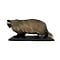 Mounted European badger