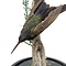 Mounted antique hummingbird in glass dome