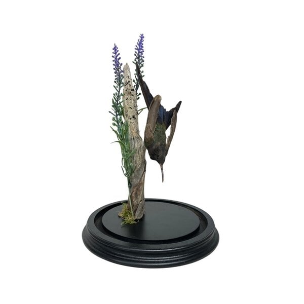Mounted antique hummingbird in glass dome
