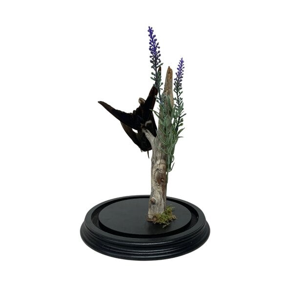 Antiker Kolibri im Glasglöcke