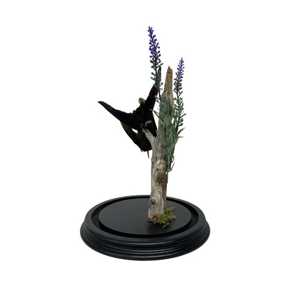Mounted antique hummingbird in glass dome